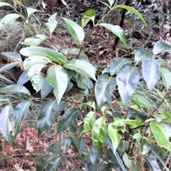 Unidentified Other Shrub (TBC) at Fitzroy Falls, NSW - 3 Jun 2022 by plants