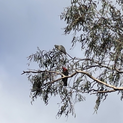 Callocephalon fimbriatum (Gang-gang Cockatoo) at Fadden, ACT - 4 Jun 2022 by BruceG