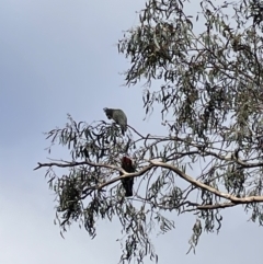 Callocephalon fimbriatum at Fadden, ACT - 4 Jun 2022