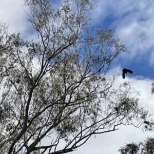 Callocephalon fimbriatum at Fadden, ACT - 4 Jun 2022