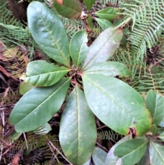 Quintinia sieberi (Possumwood) at Fitzroy Falls, NSW - 3 Jun 2022 by plants