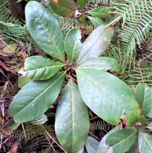 Quintinia sieberi (Possumwood) at Fitzroy Falls, NSW by plants