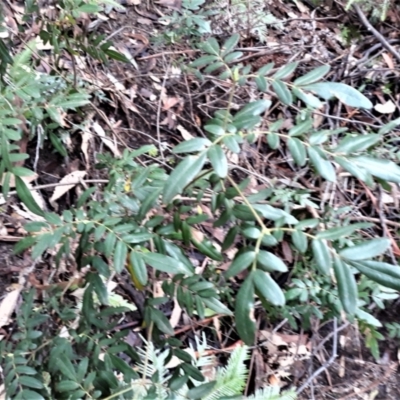 Eucryphia moorei (Pinkwood/Plumwood) at Fitzroy Falls, NSW - 3 Jun 2022 by plants