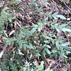 Eucryphia moorei at Fitzroy Falls, NSW - 3 Jun 2022