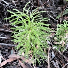Pseudolycopodium densum (Bushy Club Moss) at Fitzroy Falls, NSW - 3 Jun 2022 by plants