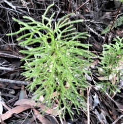 Pseudolycopodium densum (Bushy Club Moss) at Morton National Park - 3 Jun 2022 by plants