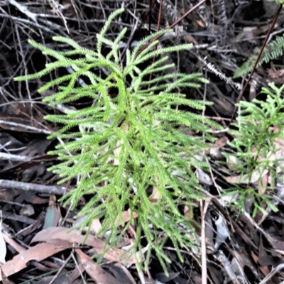 Lycopodium deuterodensum (Bushy Club Moss) at Wingecarribee Local Government Area - 3 Jun 2022 by plants