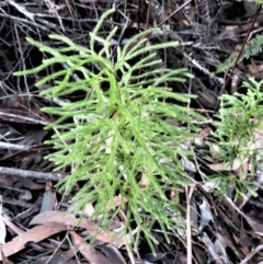 Lycopodium deuterodensum (Bushy Club Moss) at Fitzroy Falls, NSW - 3 Jun 2022 by plants