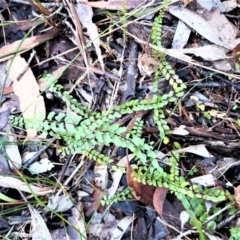 Lindsaea linearis (Screw Fern) at Fitzroy Falls - 3 Jun 2022 by plants