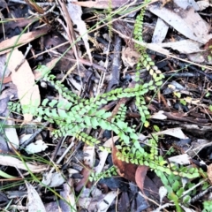 Lindsaea linearis (Screw Fern) at Fitzroy Falls, NSW - 3 Jun 2022 by plants