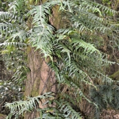 Microsorum scandens (Fragrant Fern) at Robertson, NSW - 3 Jun 2022 by plants