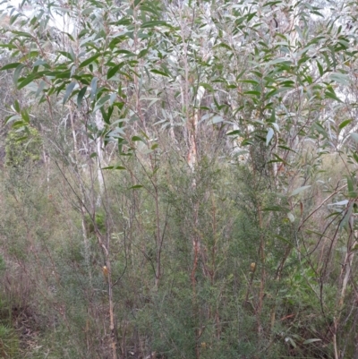 Eucalyptus dendromorpha (Budawang Ash) at Fitzroy Falls - 3 Jun 2022 by plants