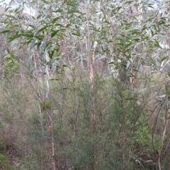 Unidentified Gum Tree (TBC) at Fitzroy Falls, NSW - 3 Jun 2022 by plants