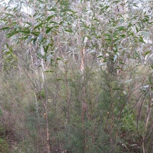 Eucalyptus dendromorpha at Fitzroy Falls, NSW - 4 Jun 2022