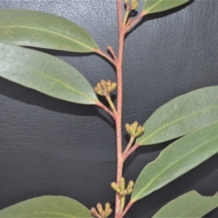 Eucalyptus dendromorpha at Fitzroy Falls, NSW - 4 Jun 2022