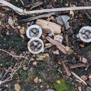 Cyathus olla at Watson, ACT - 4 Jun 2022 01:53 PM