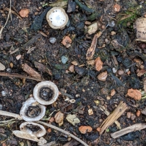 Cyathus olla at Watson, ACT - 4 Jun 2022 01:53 PM