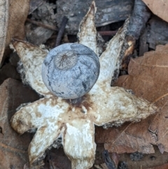 Geastrum tenuipes (An earthstar) at Watson, ACT - 4 Jun 2022 by abread111