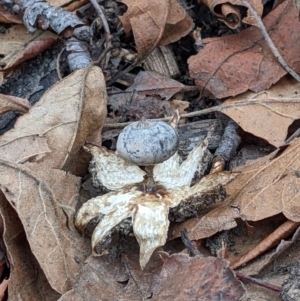 Geastrum tenuipes at Watson, ACT - 4 Jun 2022