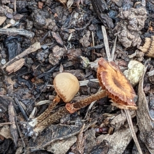 zz agaric (stem; gills not white/cream) at Watson, ACT - 4 Jun 2022 02:00 PM