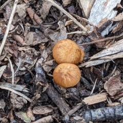 zz agaric (stem; gills not white/cream) at Watson, ACT - 4 Jun 2022 02:00 PM