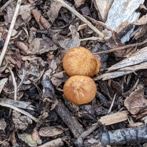 zz agaric (stem; gills not white/cream) at Watson, ACT - 4 Jun 2022 02:00 PM