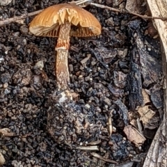 zz agaric (stem; gills not white/cream) at Watson, ACT - 4 Jun 2022 02:00 PM