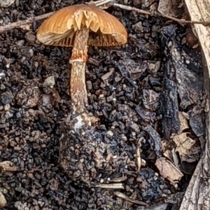 zz agaric (stem; gills not white/cream) at Watson, ACT - 4 Jun 2022 02:00 PM