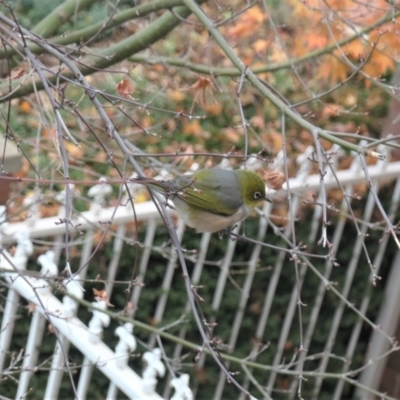 Zosterops lateralis (Silvereye) at Gungahlin, ACT - 4 Jun 2022 by TrishGungahlin