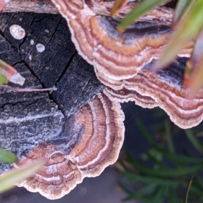 Trametes versicolor (Turkey Tail) at Watson, ACT - 8 Jun 2022 by abread111