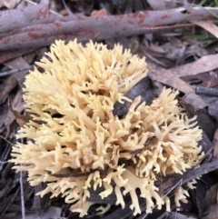 Ramaria sp. (A Coral fungus) at Kowen Woodland - 4 Jun 2022 by Mavis