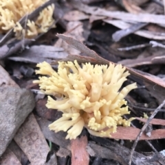 Ramaria sp. at Kowen, ACT - 4 Jun 2022