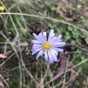 Brachyscome sp. at Kowen, ACT - 4 Jun 2022 02:54 PM