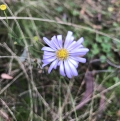 Brachyscome sp. at Kowen, ACT - 4 Jun 2022 02:54 PM