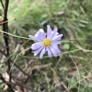 Brachyscome sp. at Kowen, ACT - 4 Jun 2022