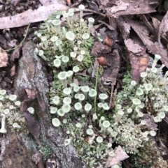 Cladonia sp. (genus) at Kowen, ACT - 4 Jun 2022