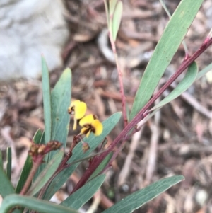 Daviesia mimosoides at Kowen, ACT - 4 Jun 2022