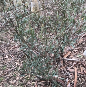 Daviesia mimosoides at Kowen, ACT - 4 Jun 2022