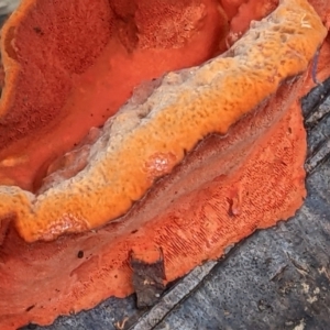 Trametes coccinea at Watson, ACT - 4 Jun 2022