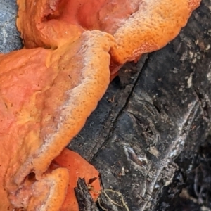 Trametes coccinea at Watson, ACT - 4 Jun 2022