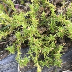 Scleranthus biflorus (Twin-flower Knawel) at Kowen, ACT - 4 Jun 2022 by Mavis