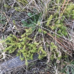 Scleranthus biflorus at Kowen, ACT - 4 Jun 2022 04:48 PM