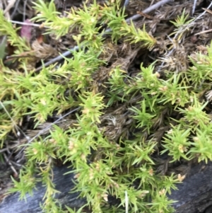 Scleranthus biflorus at Kowen, ACT - 4 Jun 2022 04:48 PM