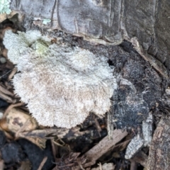 Schizophyllum commune (Split Gill Fungus) at Watson, ACT - 8 Jun 2022 by abread111