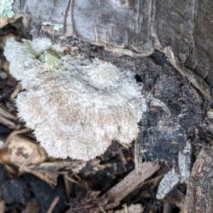 Schizophyllum commune at Watson, ACT - 8 Jun 2022