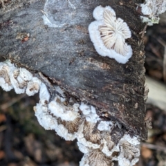 Schizophyllum commune at Watson, ACT - 8 Jun 2022 02:25 PM