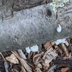 Schizophyllum commune at Watson, ACT - 8 Jun 2022 02:25 PM