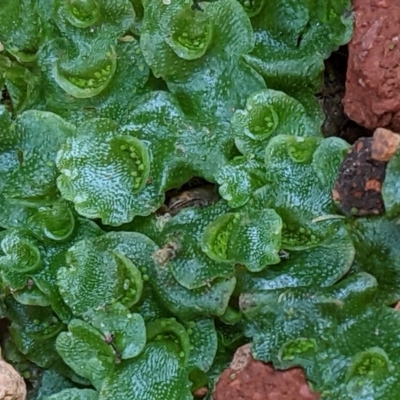 Lunularia cruciata (A thallose liverwort) at Watson, ACT - 4 Jun 2022 by abread111