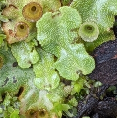 Marchantia sp. (genus) at Watson, ACT - 4 Jun 2022