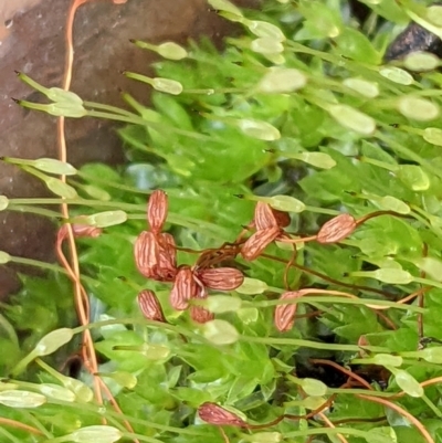 Funaria hygrometrica (Moss) at Watson, ACT - 4 Jun 2022 by abread111